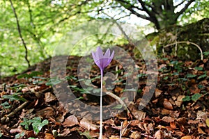 A single purple flower on an autumnal field