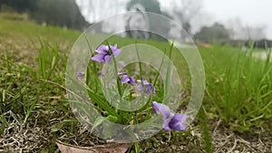 Single purple flower dancing in the wind