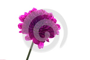 Single Purple Flower