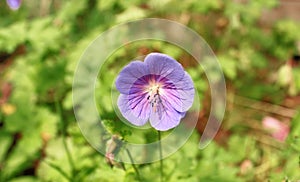 Single Purple Geranium Macro