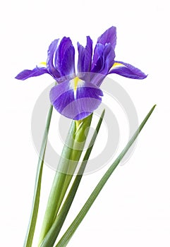 Single purple iris flower