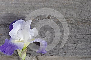 Single purple iris flower on wooden background