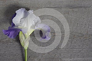 Single purple iris on wooden background