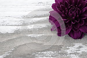 Single Purple Mum Flower on a Whitewashed Wooden Background