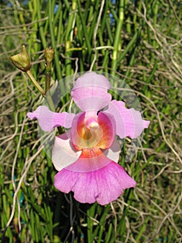 Single Purple Orchid