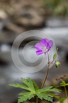 Single Purple Phacelia Flower with Copy Space