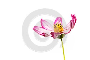 Single purple and pink wild flower Wild Cosmos Flower