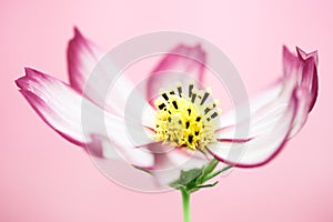 Single purple pink wild flower â€œWild Cosmos Flowerâ€ blooming during Spring and Summer closeup macro pink background