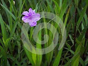 Single Purple Relic Tuberosa Flower Blooming