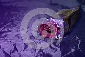 Single purple rose on purple background