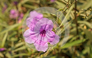 Single of purple ruellias flower