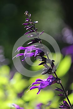 Single Purple Salvia Amistad Flower photo