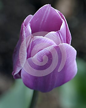 Single Purple Tulip