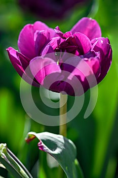 Single Purple Tulip Against Green