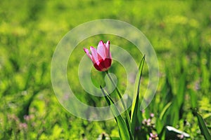 Single purple tulip is blooming between the grass