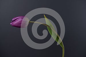 Single purple tulip leaning over on grey background
