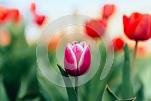 Single purple tulip flower with red tulips in background