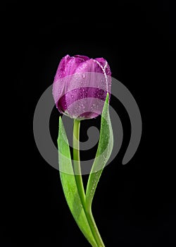 Single Purple Tulip flower with water drops on a black background