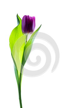 Single purple violet tulip isolated on white with backlight.