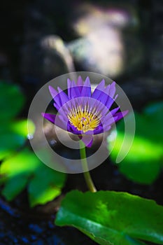 Single purple water lily flower in a small pond.