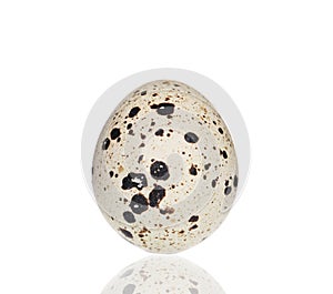 Single quail egg.