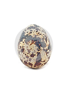 Single Quail egg