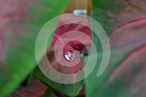 Single Raindrop on Leaf