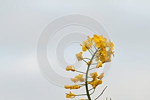 Single seed oil plant detail