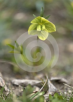 Single rare spring hellebore green - Helleborus viridis with seeds.