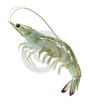 Single raw vanna-mei prawn