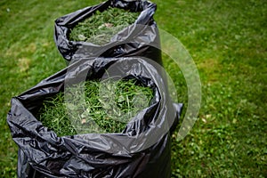 Single recycling bag full of of grass cuttings from a lawn that has been mown