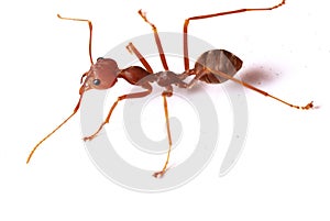 Single Red Ant