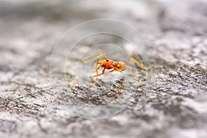 Single red ant