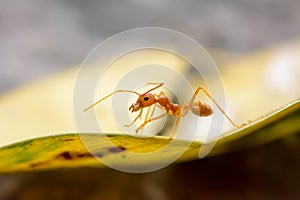 Single red ant