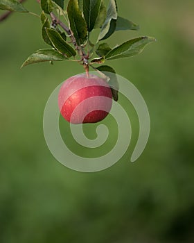 Single Red Apple on Green Background