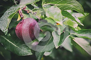 Single red apple hanging from a tree