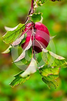 Single red apple, intense colourful background