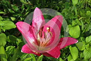 single red Asiatic lily flower after rain