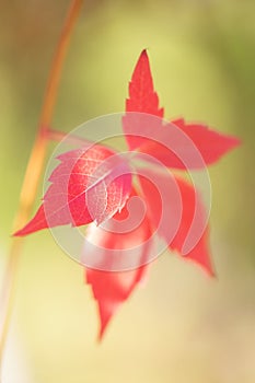 Single red autumn leaf