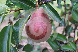 Single Red Bartlett Pear in Local Orchard