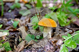 Single red boletus mushroom in the wild. Red boletus mushroom grows on the forest floor at autumn season