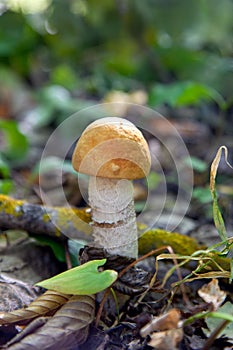 Single red boletus mushroom in the wild. Red boletus mushroom grows on the forest floor at autumn season