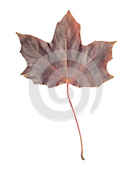 Single red brown maple leaf isolated on white background