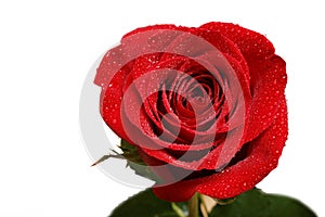 Single red button of rose with drops of dew isolated on white