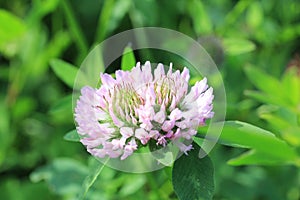 Single Red Clover Flower