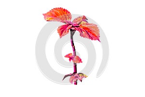 Single Red Coleus leaf plant in the family Lamiaceae isolated on white background.