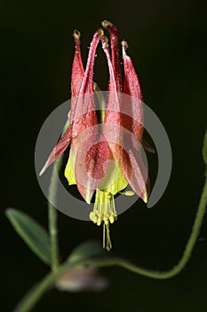 Single red columbine flower in Penwood State Park, Bloomfield, C