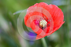 A single red Common poppy. closeup