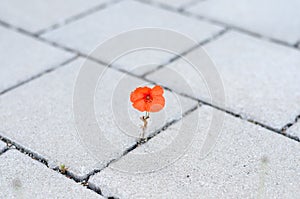 Single red corn poppy sprouting between paving