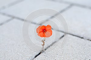 Single red corn poppy sprouting between paving photo